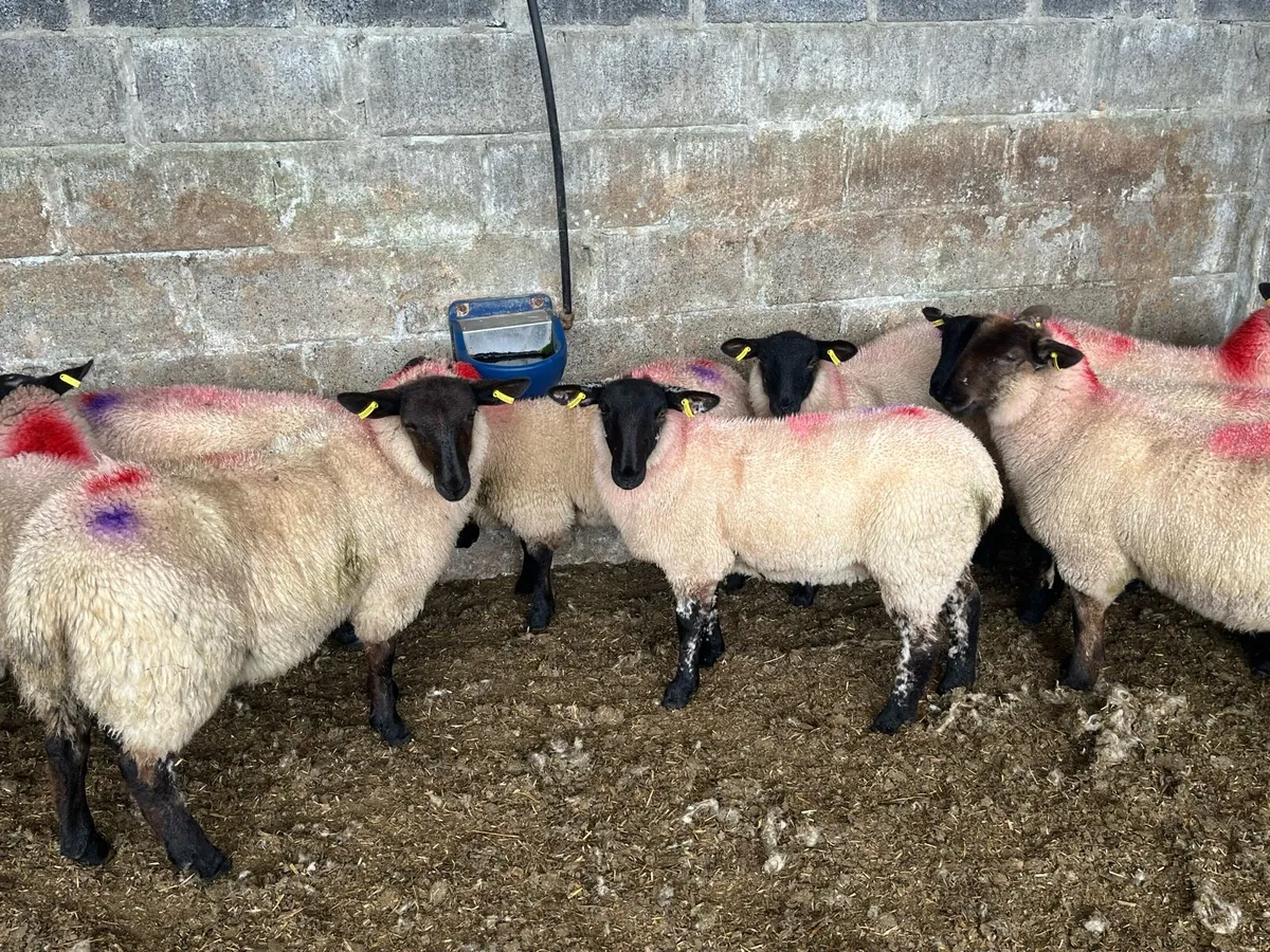 12 Suffolk ewe lambs - Image 2