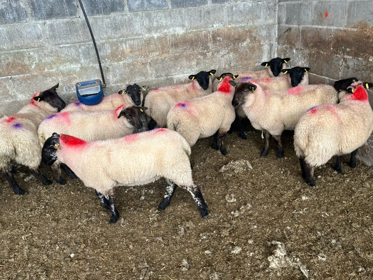 12 Suffolk ewe lambs - Image 3
