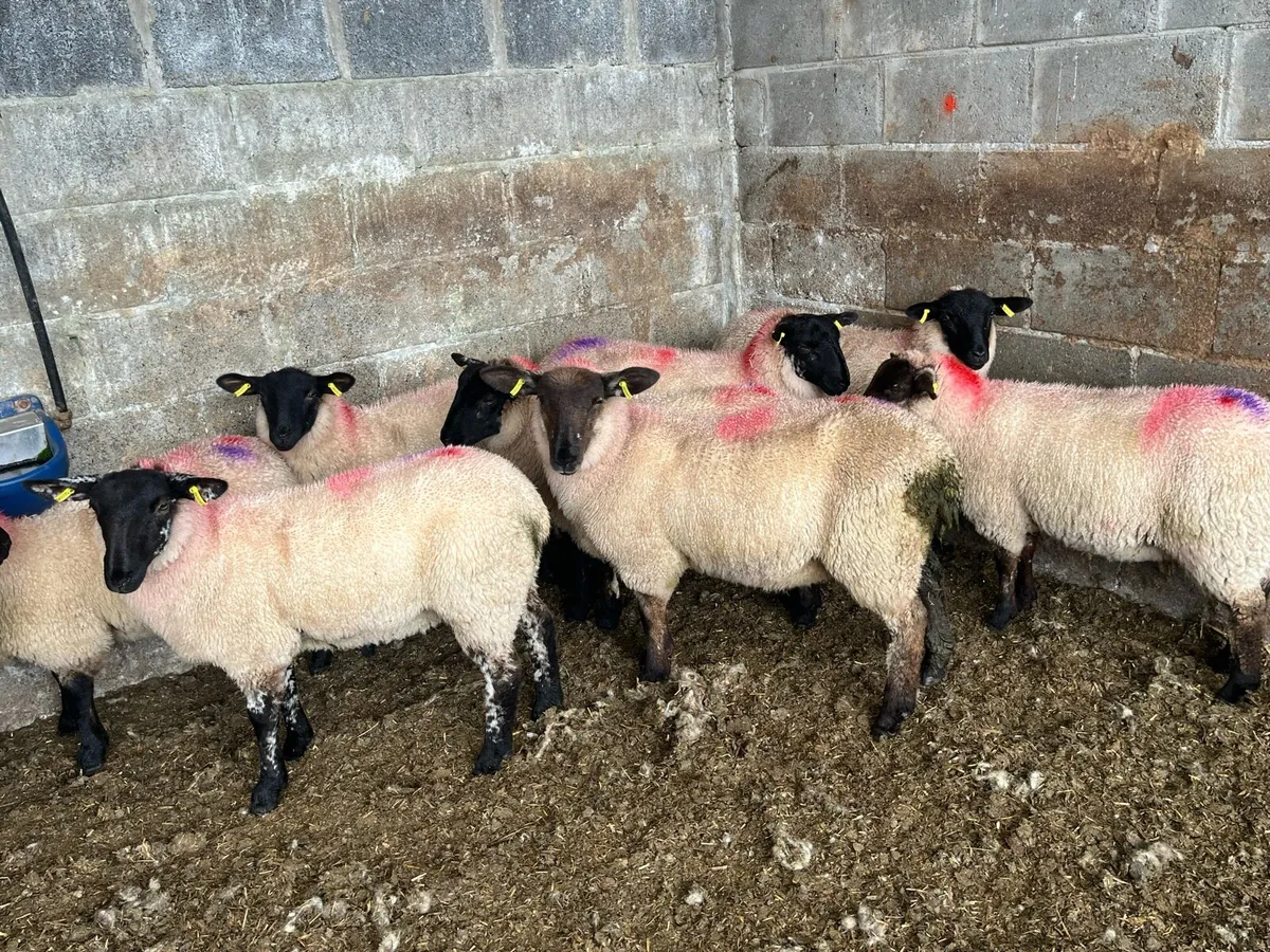 12 Suffolk ewe lambs - Image 4
