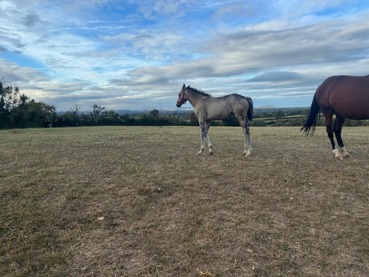 Foal - Image 1