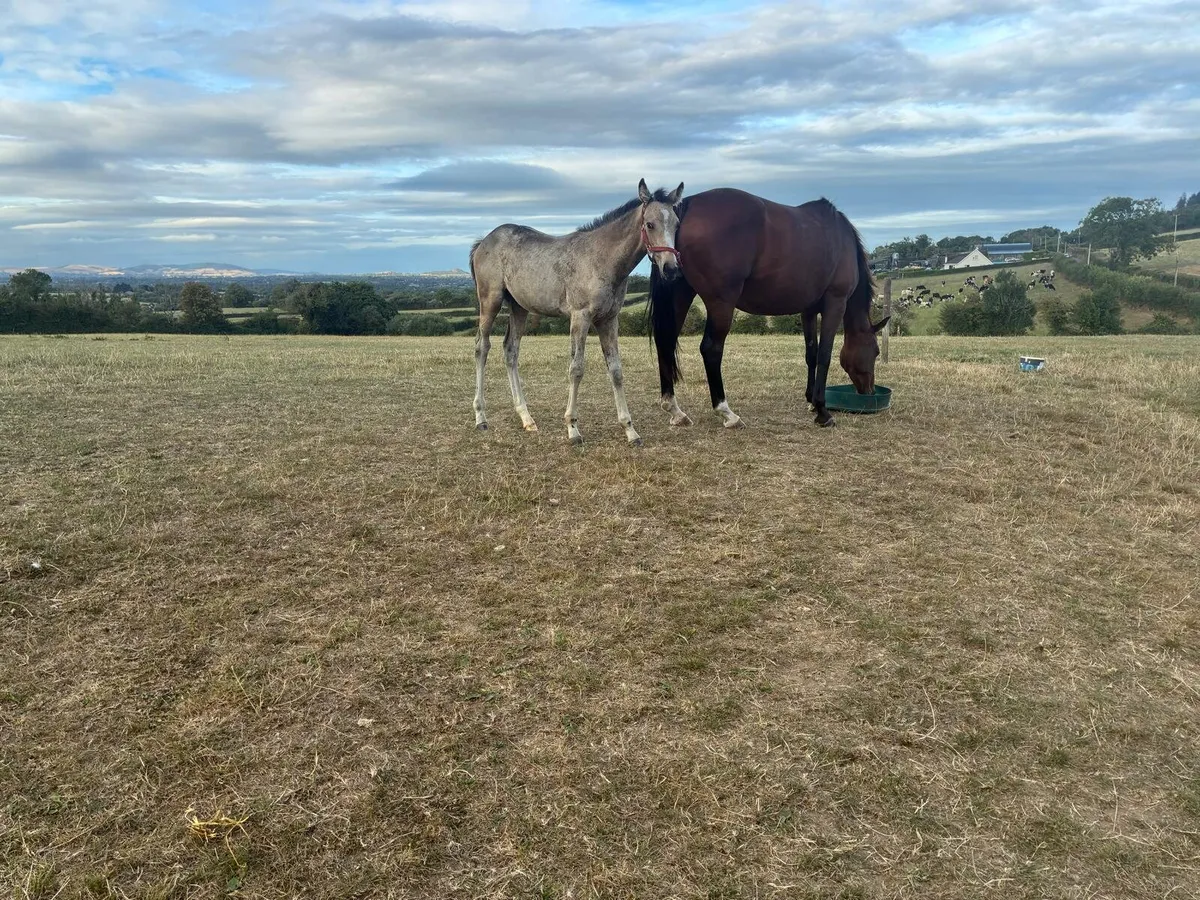 Foal - Image 4