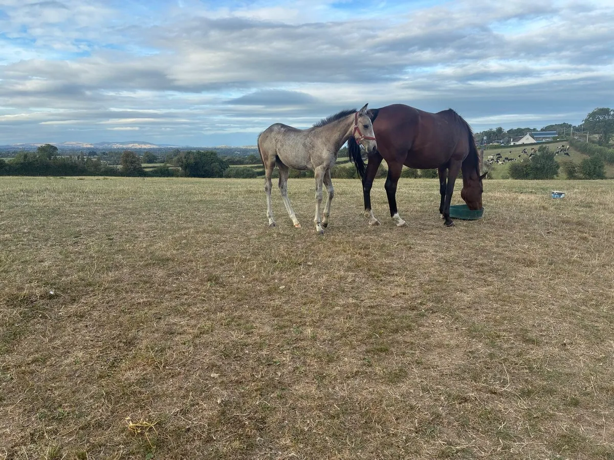 Foal - Image 2