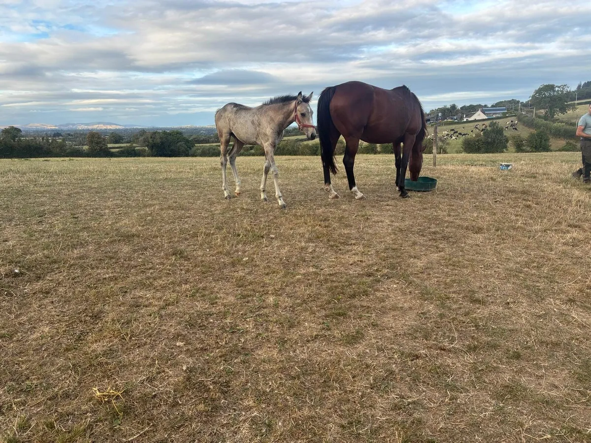 Foal - Image 3