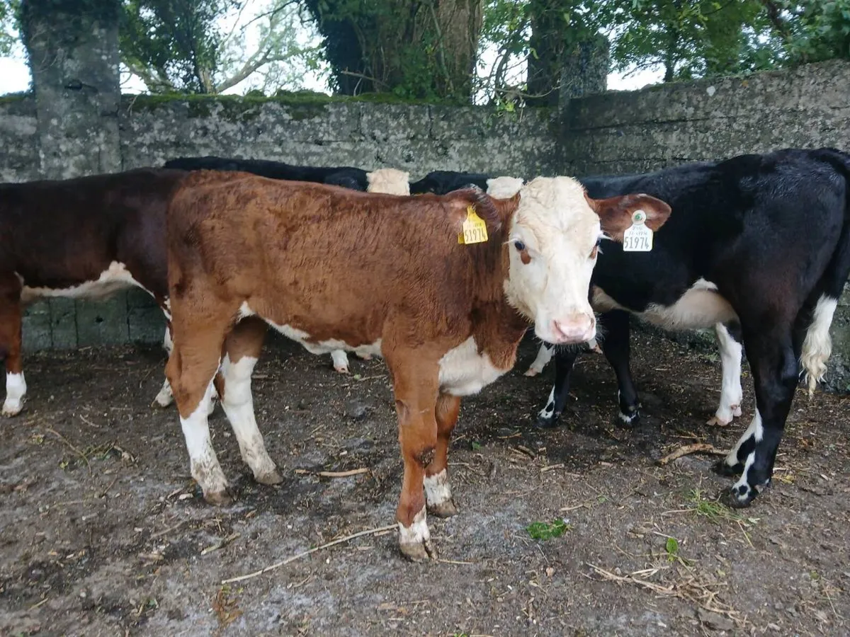 8 Hereford Heifer Weanlings - Image 2