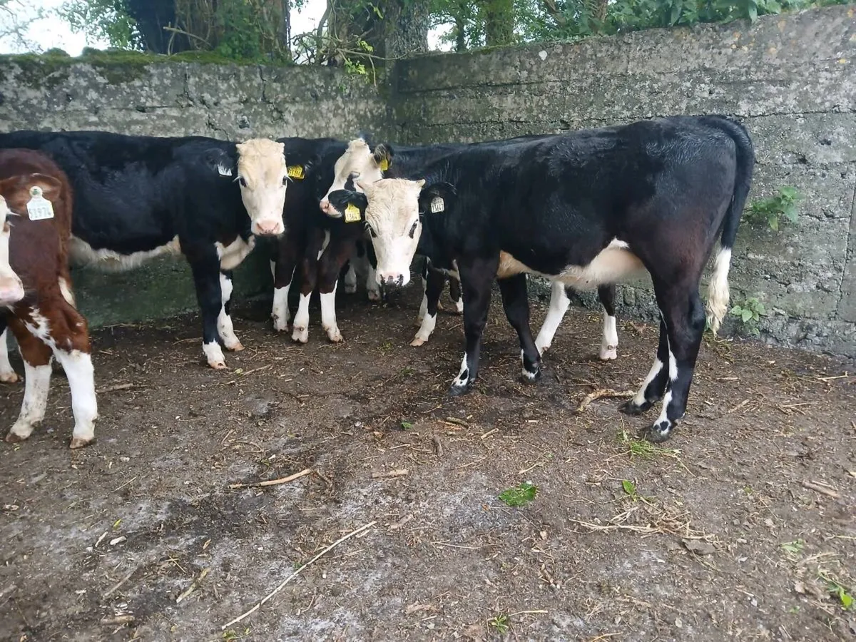 8 Hereford Heifer Weanlings - Image 4