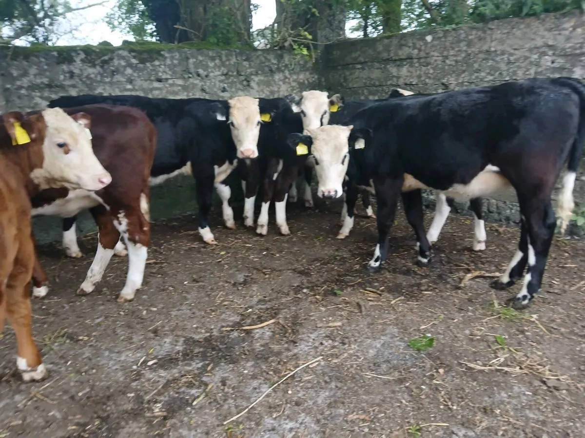 8 Hereford Heifer Weanlings - Image 3