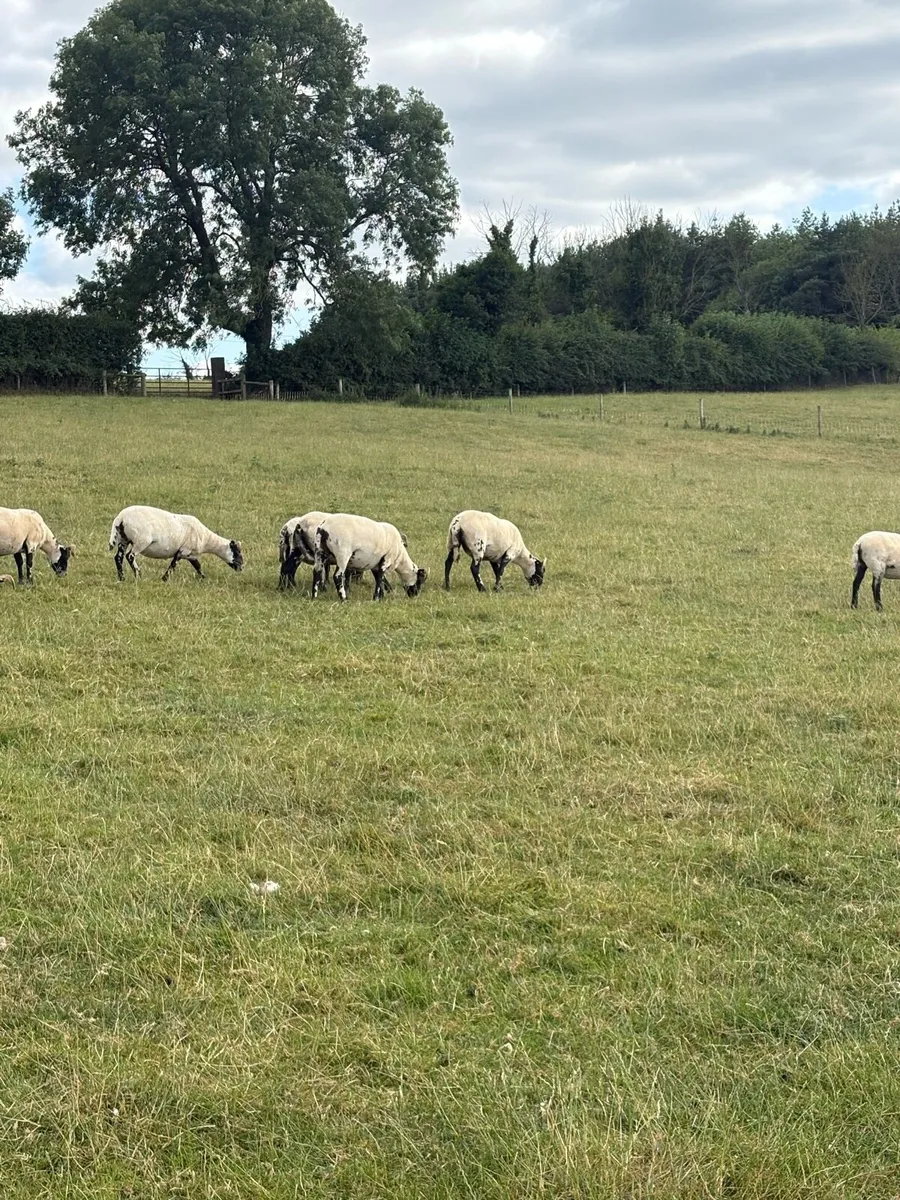 Lanark Hoggets - Image 3