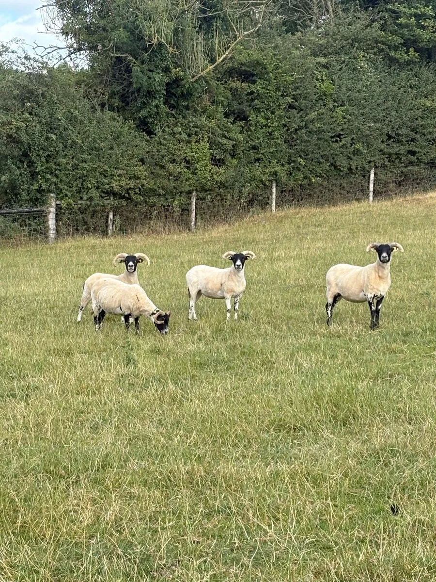Lanark Hoggets - Image 4