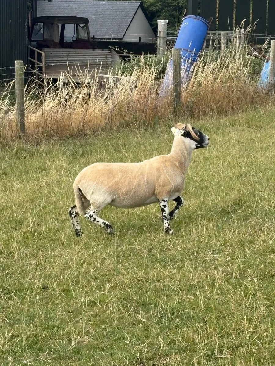 Lanark Hoggets - Image 2