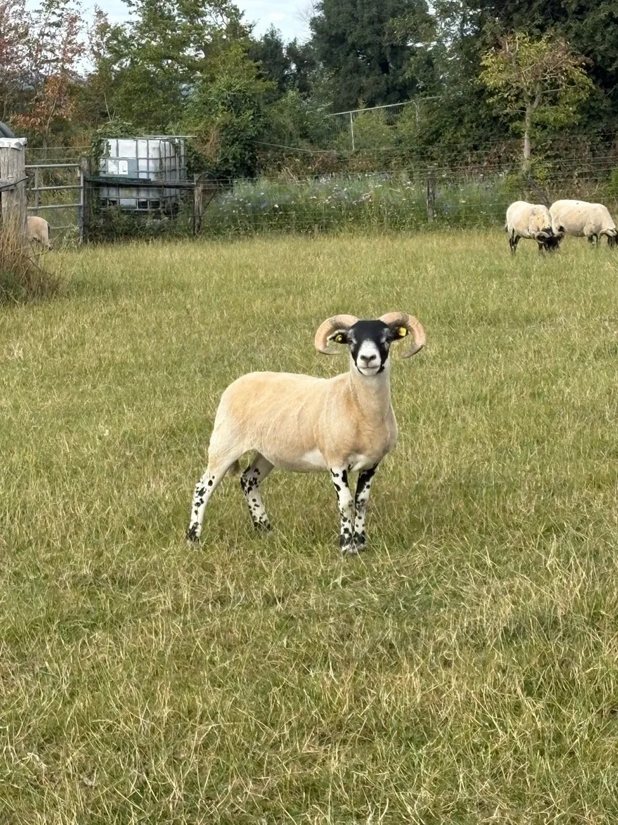 Lanark Hoggets - Image 1