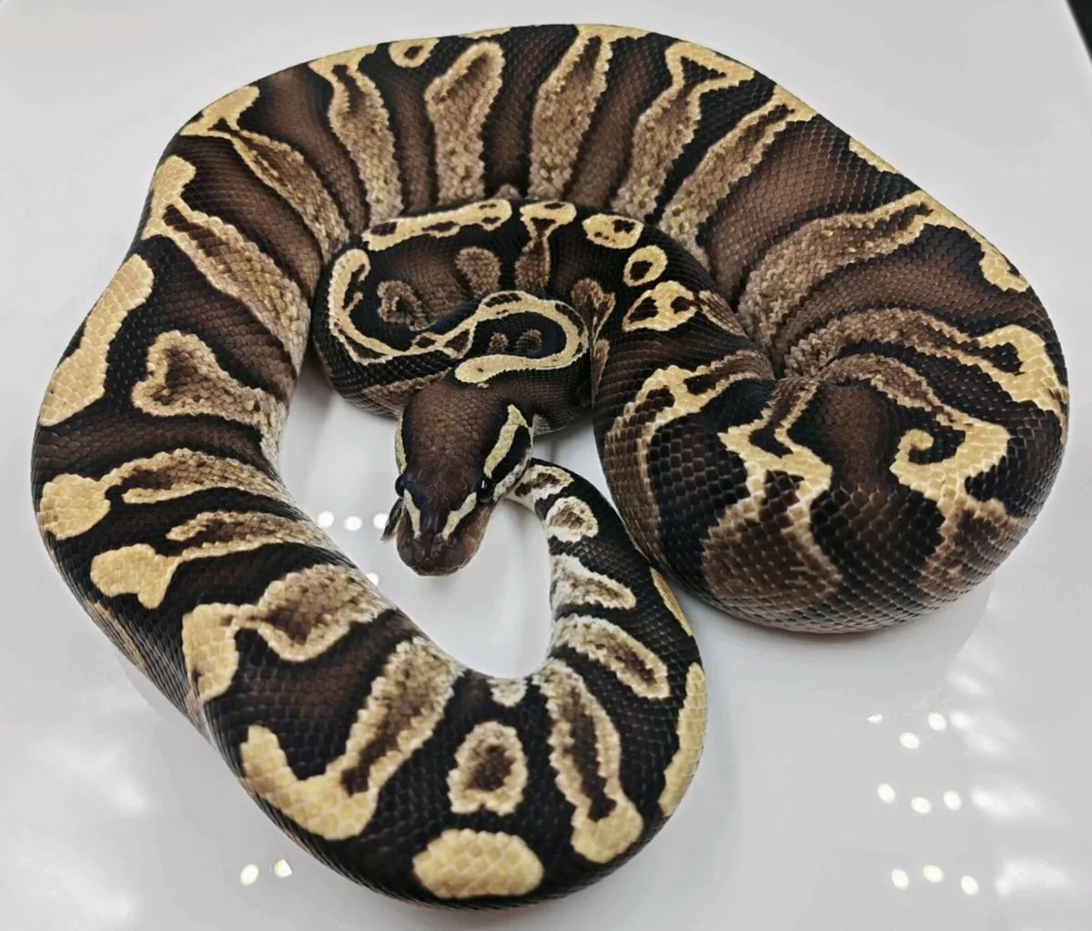 Royal python - Image 1