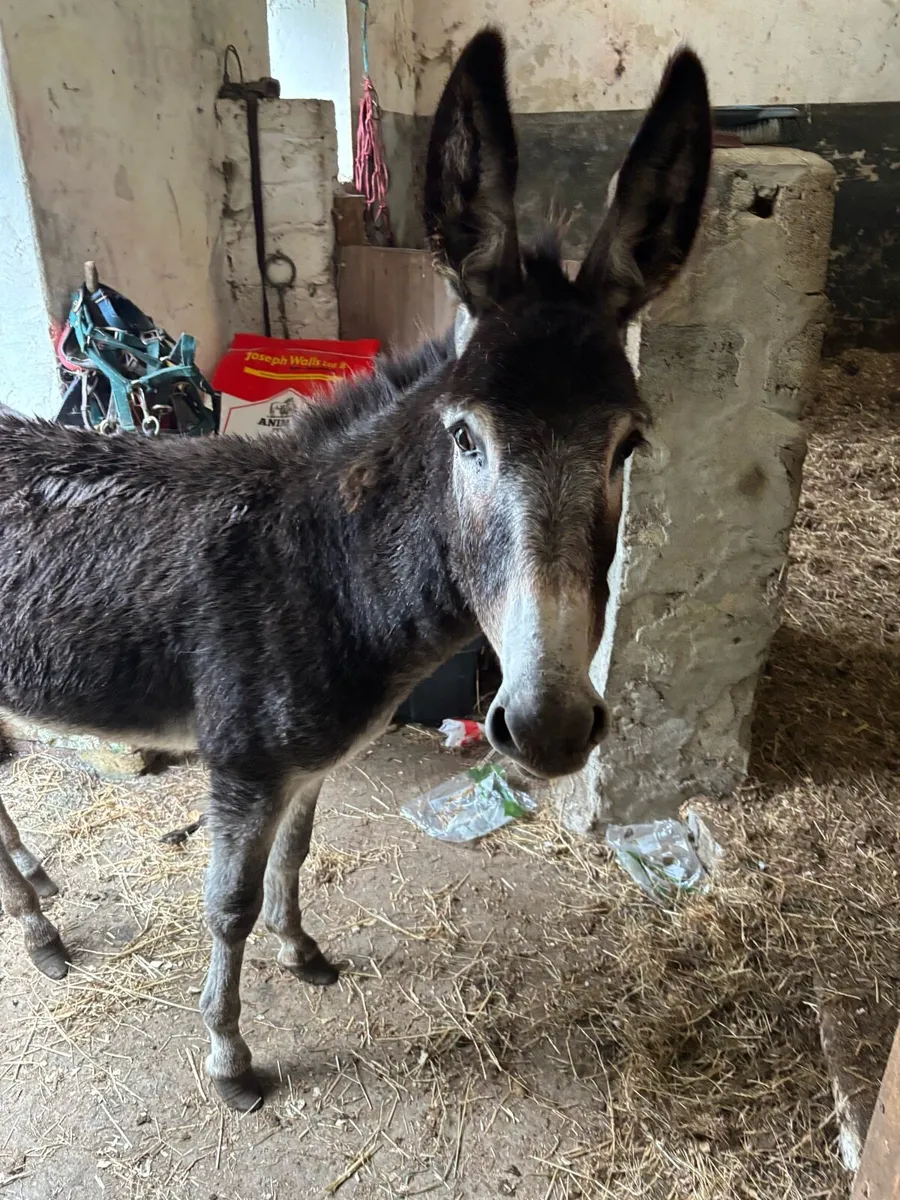 Donkey - Image 3