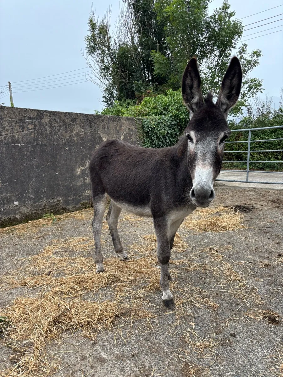 Donkey - Image 1