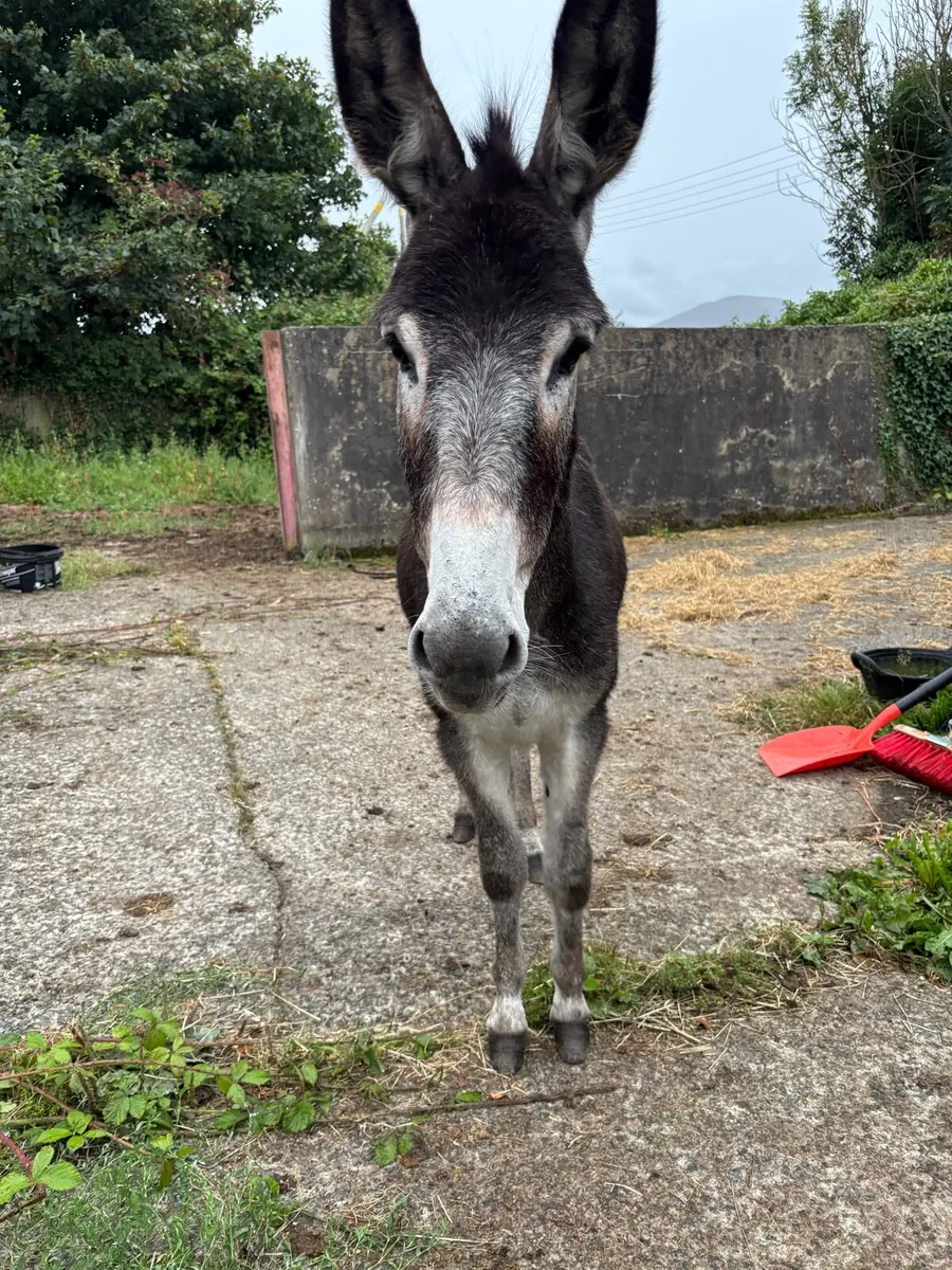 Donkey - Image 2