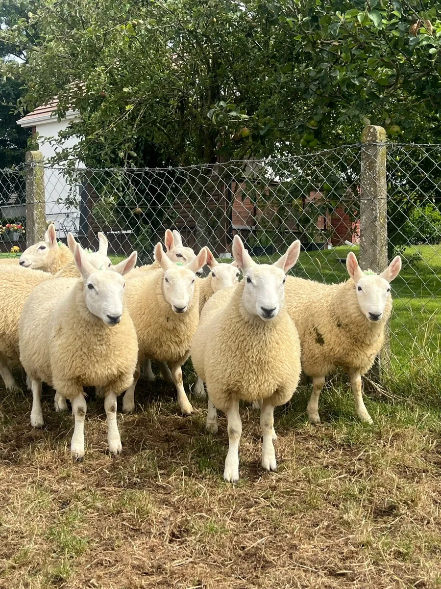 Sheep Cheviot ewe lambs - Image 2