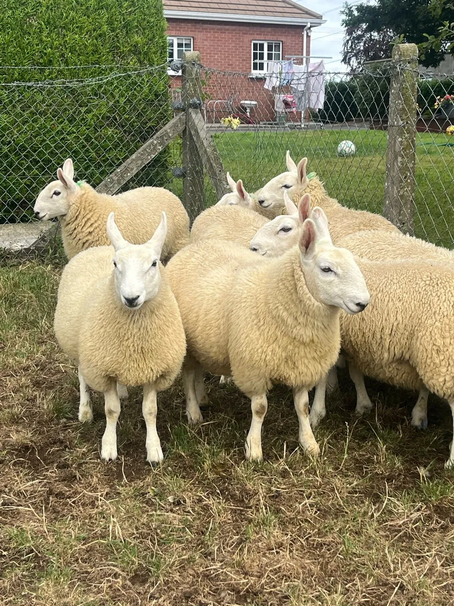 Sheep Cheviot ewe lambs - Image 3