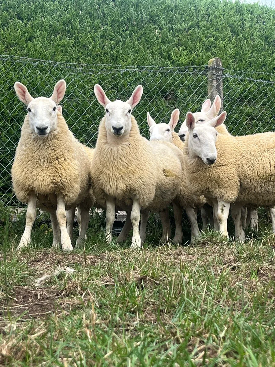 Sheep Cheviot ewe lambs - Image 4