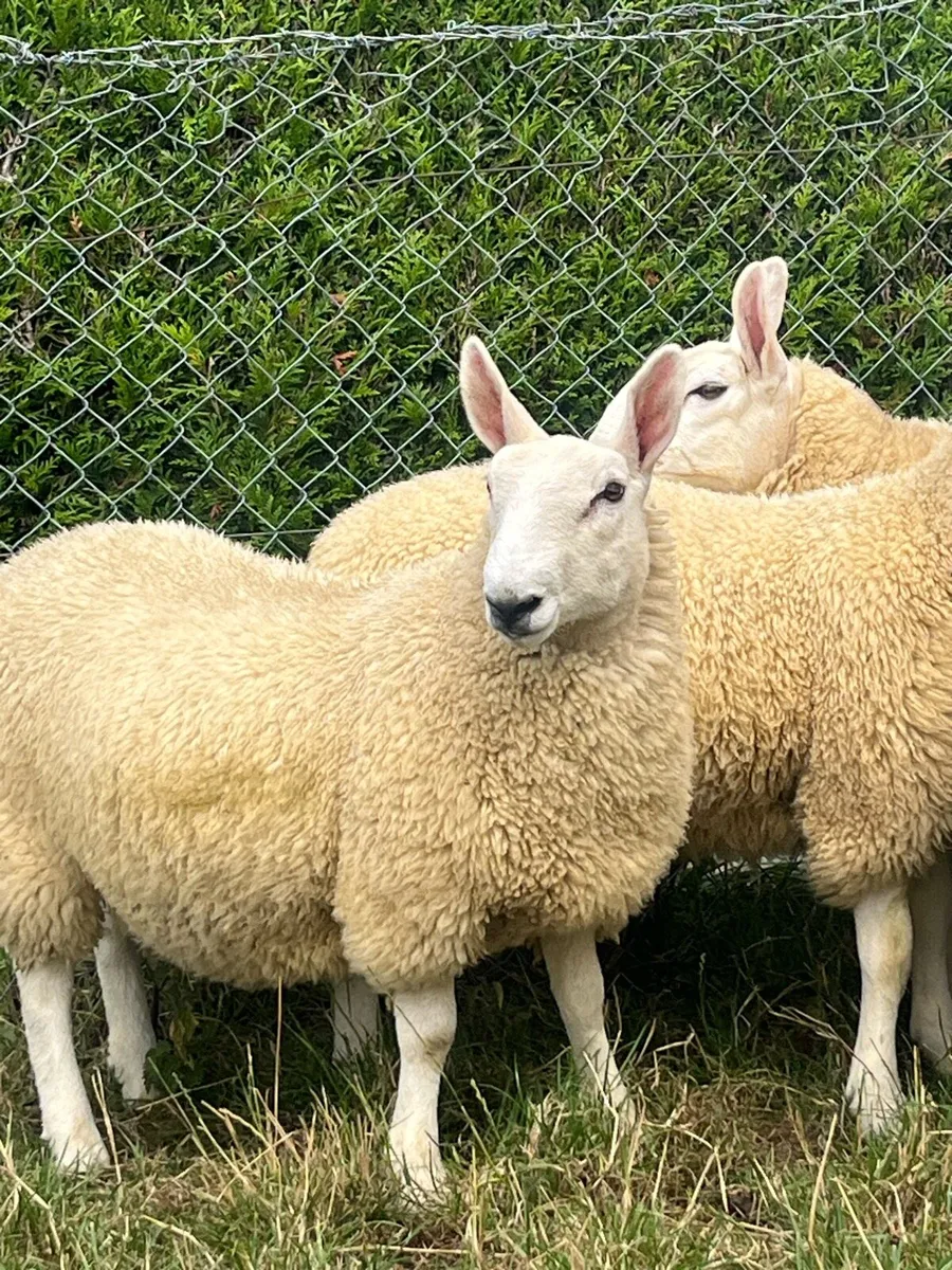 Sheep Cheviot ewe lambs - Image 1