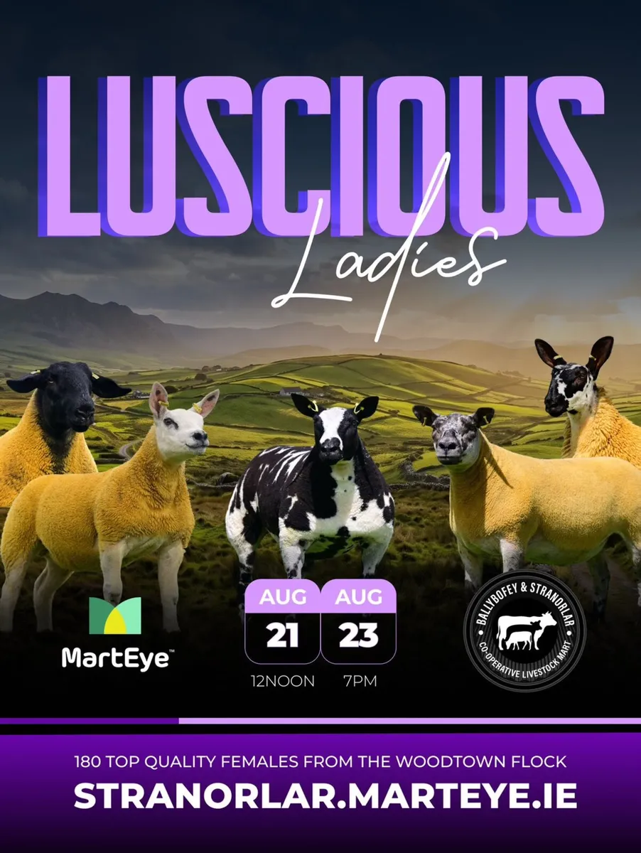 🐑LUSCIOUS LADIES 🐑