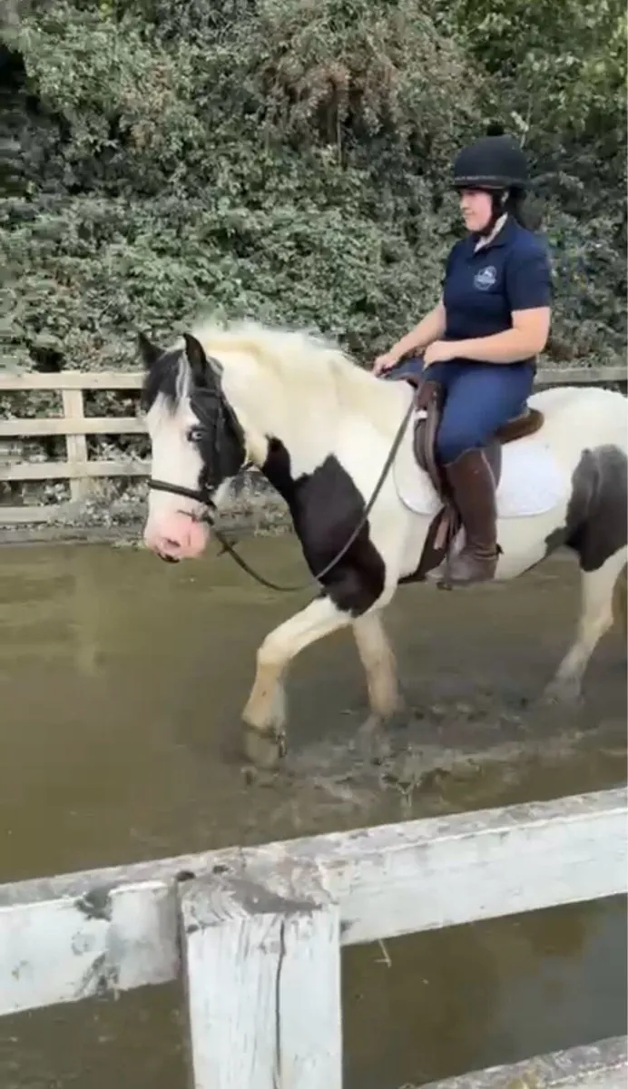 Irish cob gelding 🌟 - Image 1