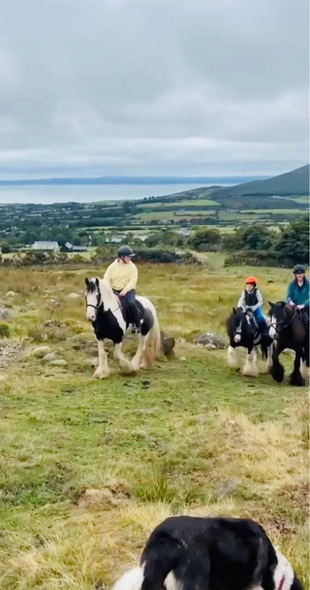 Irish cob gelding 🌟 - Image 2