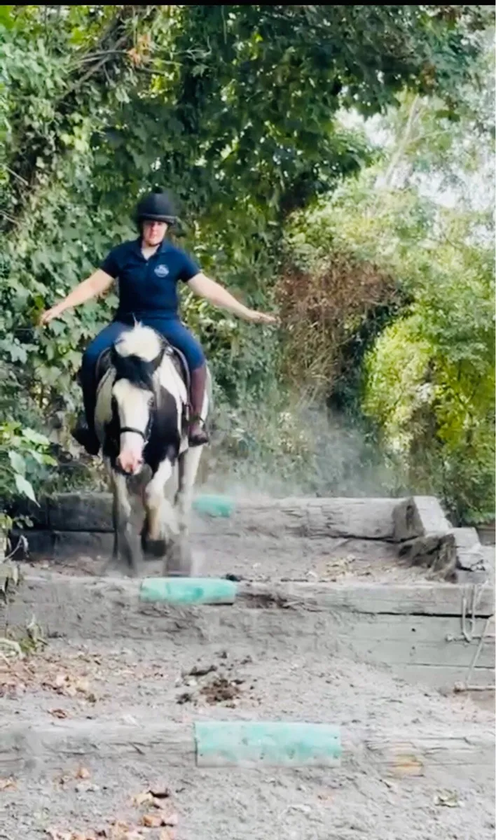 Irish cob gelding 🌟 - Image 3