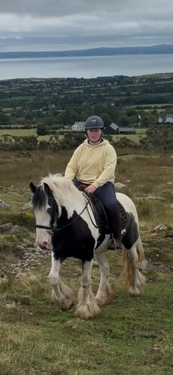 Irish cob gelding 🌟 - Image 4