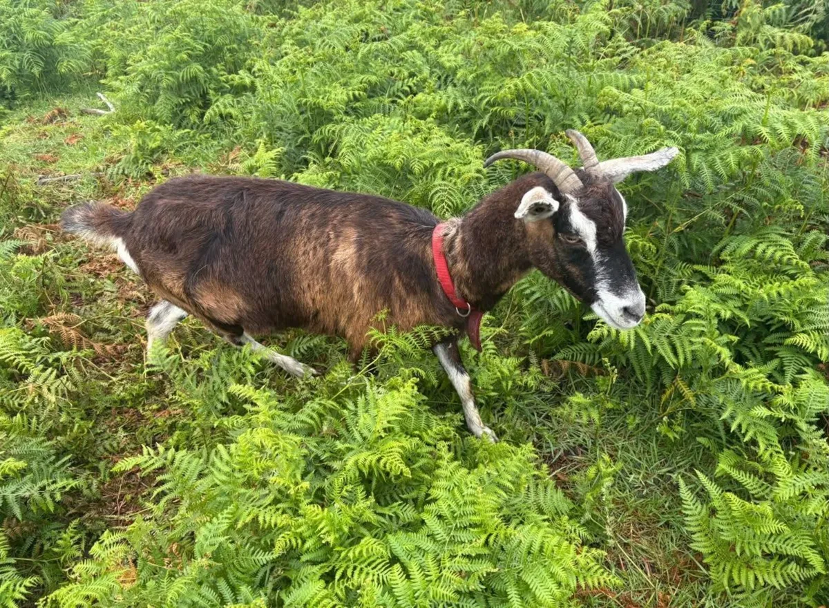 Selection of Females and Males Goats - Image 4
