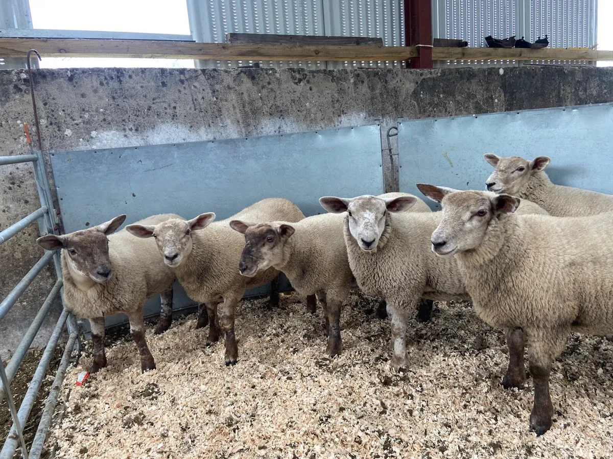 Suftex ewe lambs - Image 4
