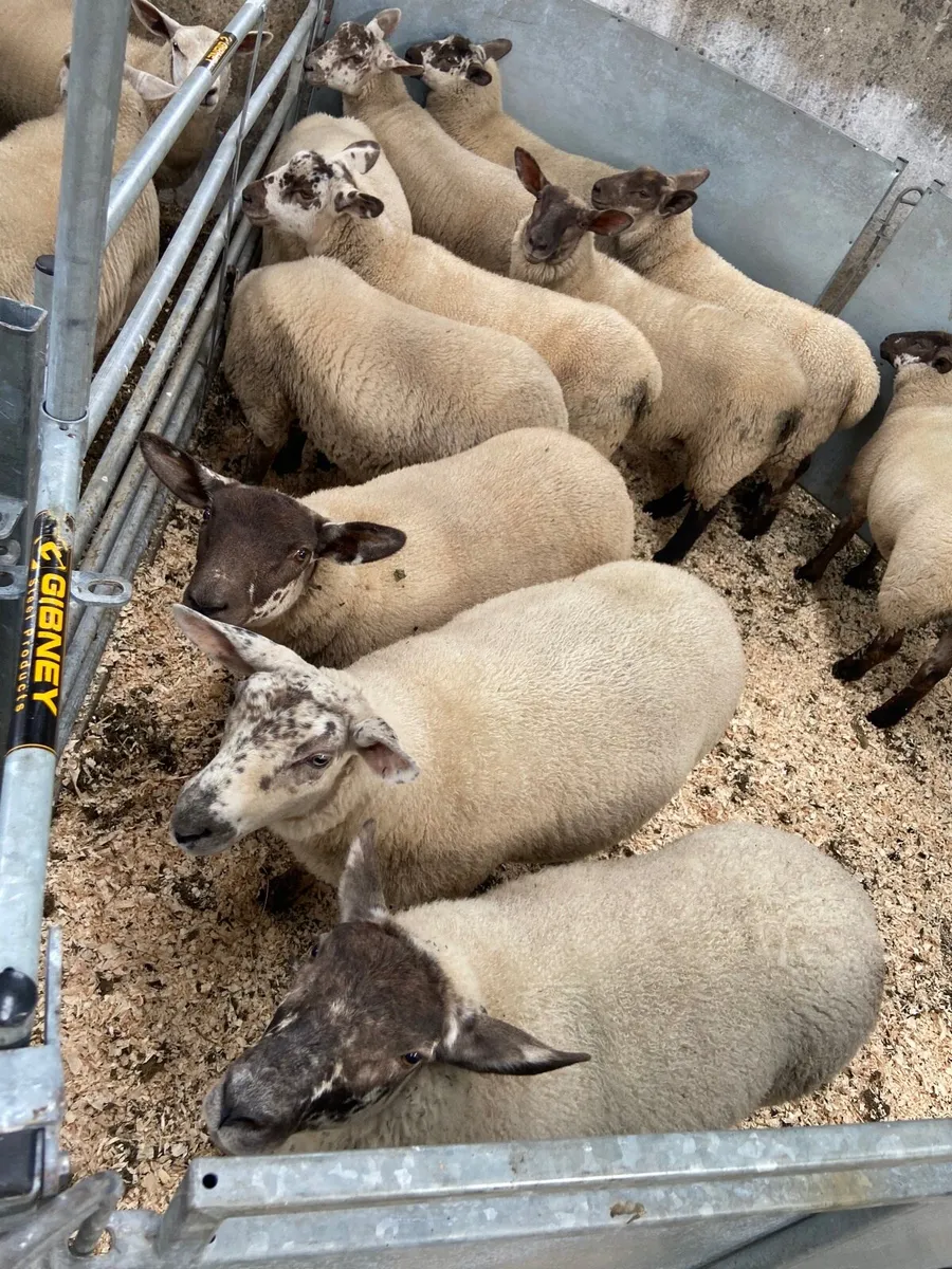 Suftex ewe lambs - Image 1