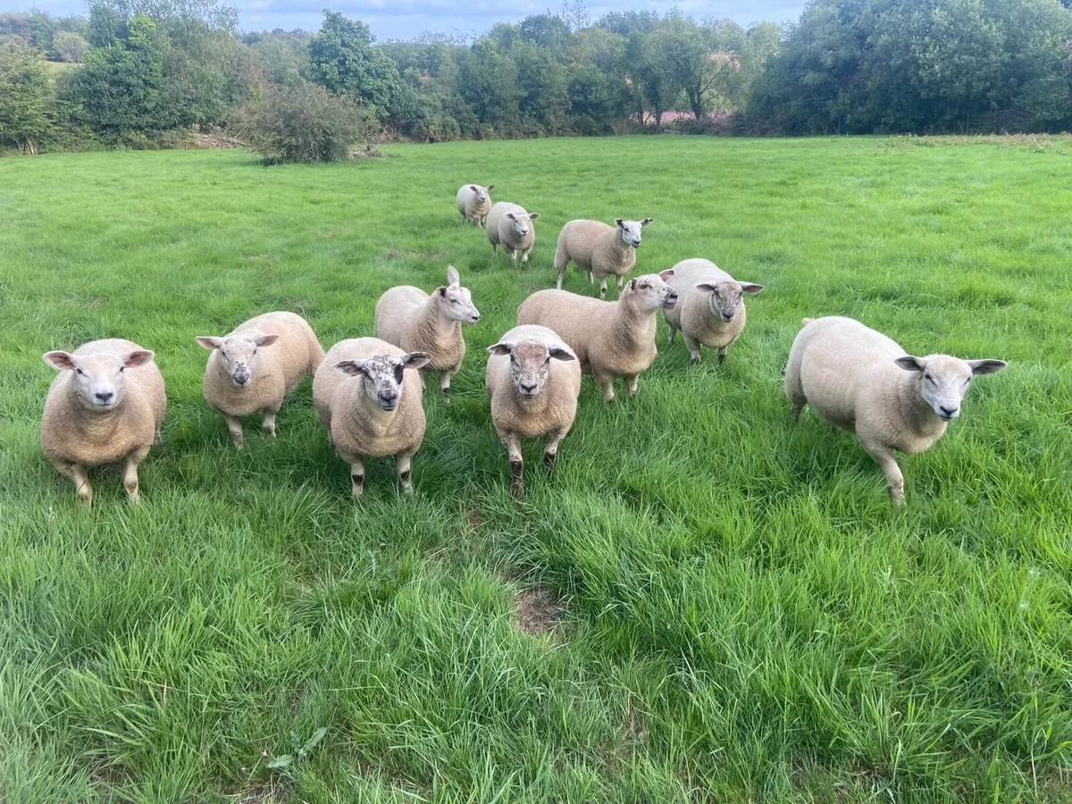 Suftex ewe lambs - Image 2