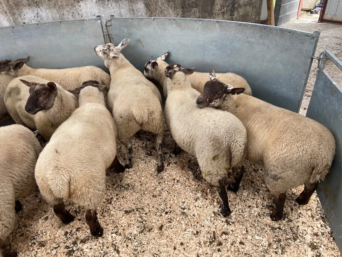 Suftex ewe lambs - Image 3