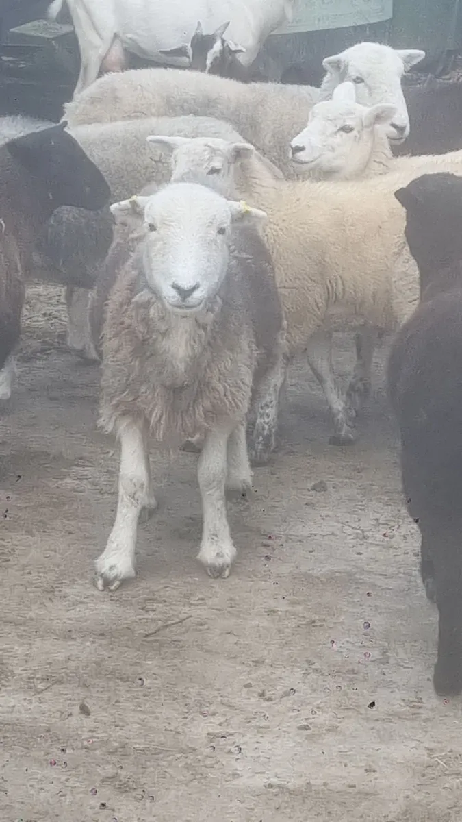 Herdwick ewes - Image 1