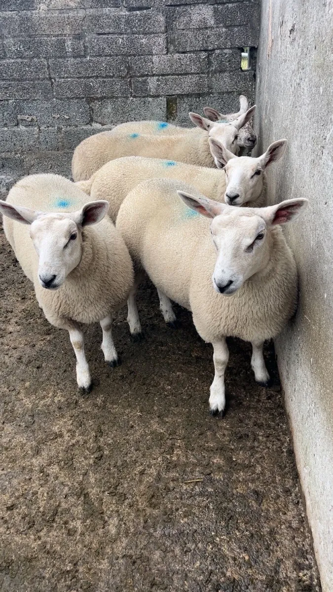 Ewe lambs - Image 1