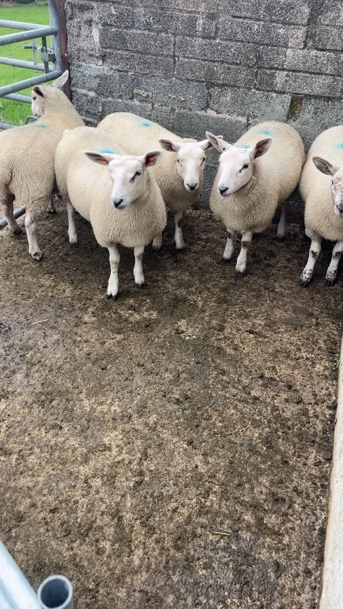 Ewe lambs - Image 3