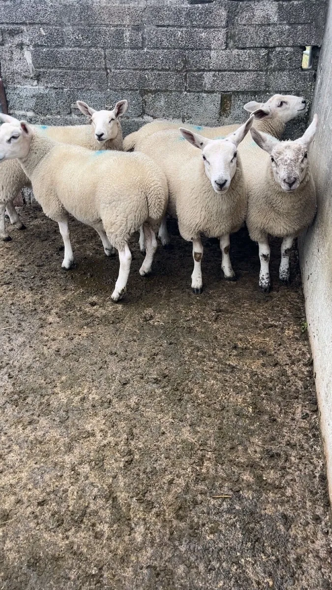 Ewe lambs - Image 2
