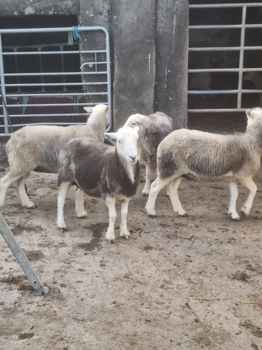 Herdwick ewes - Image 2