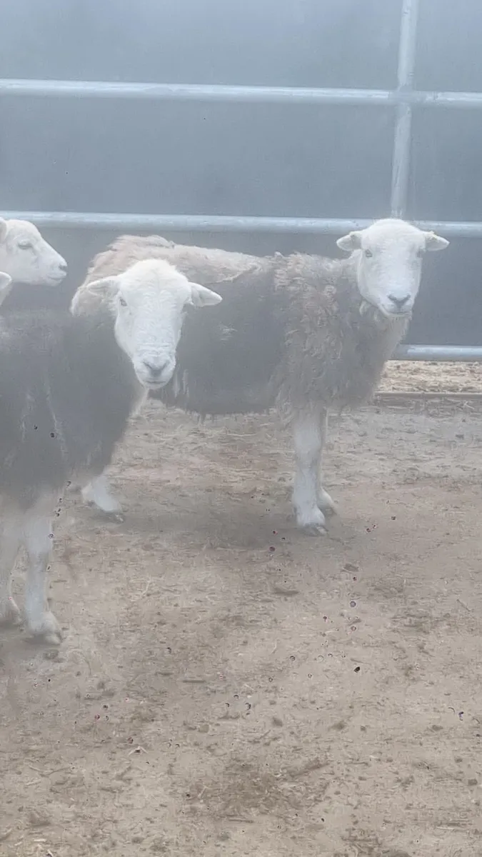 Herdwick ewes - Image 3