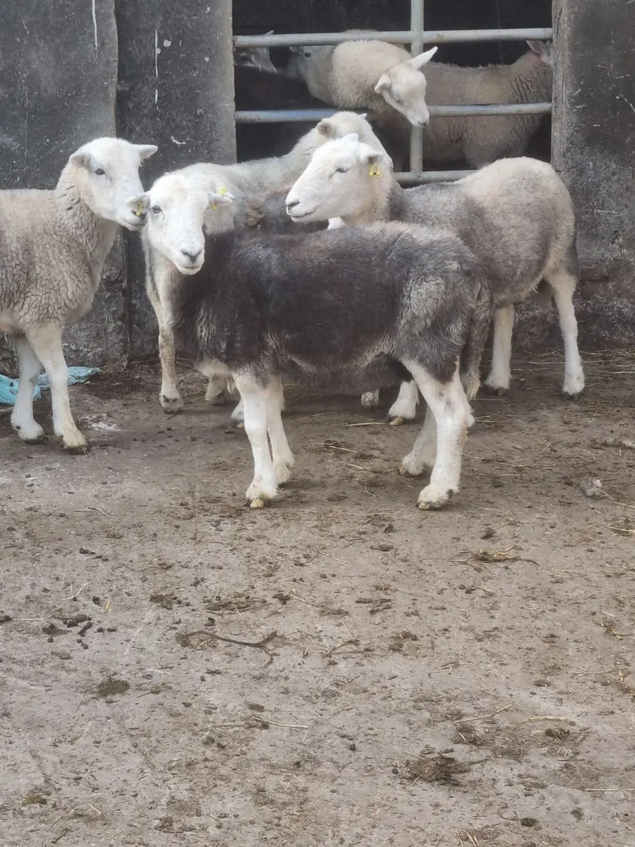 Herdwick ewes - Image 4