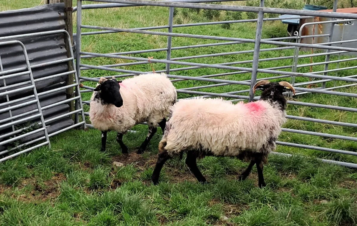 2 Mayo Mountain Hogget Ewes - Image 3