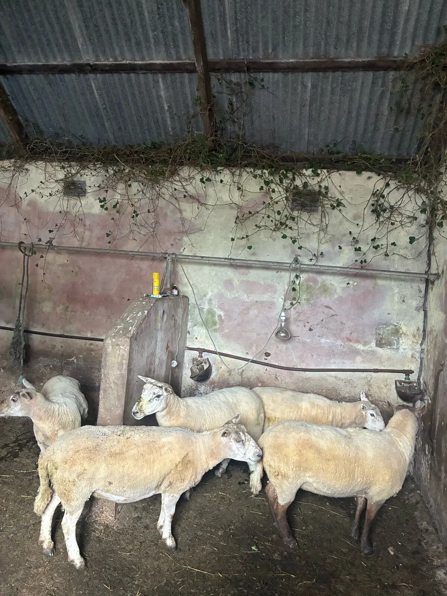 Ewes for sale - Image 2