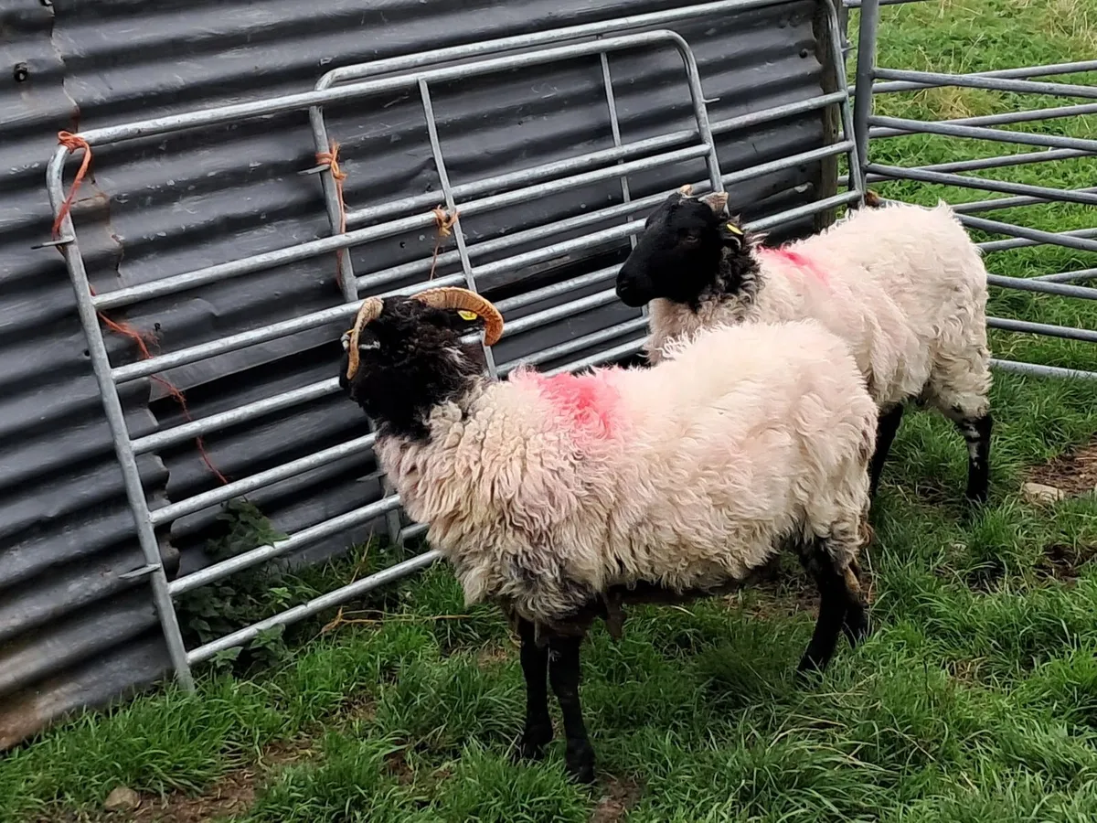 2 Mayo Mountain Hogget Ewes - Image 2