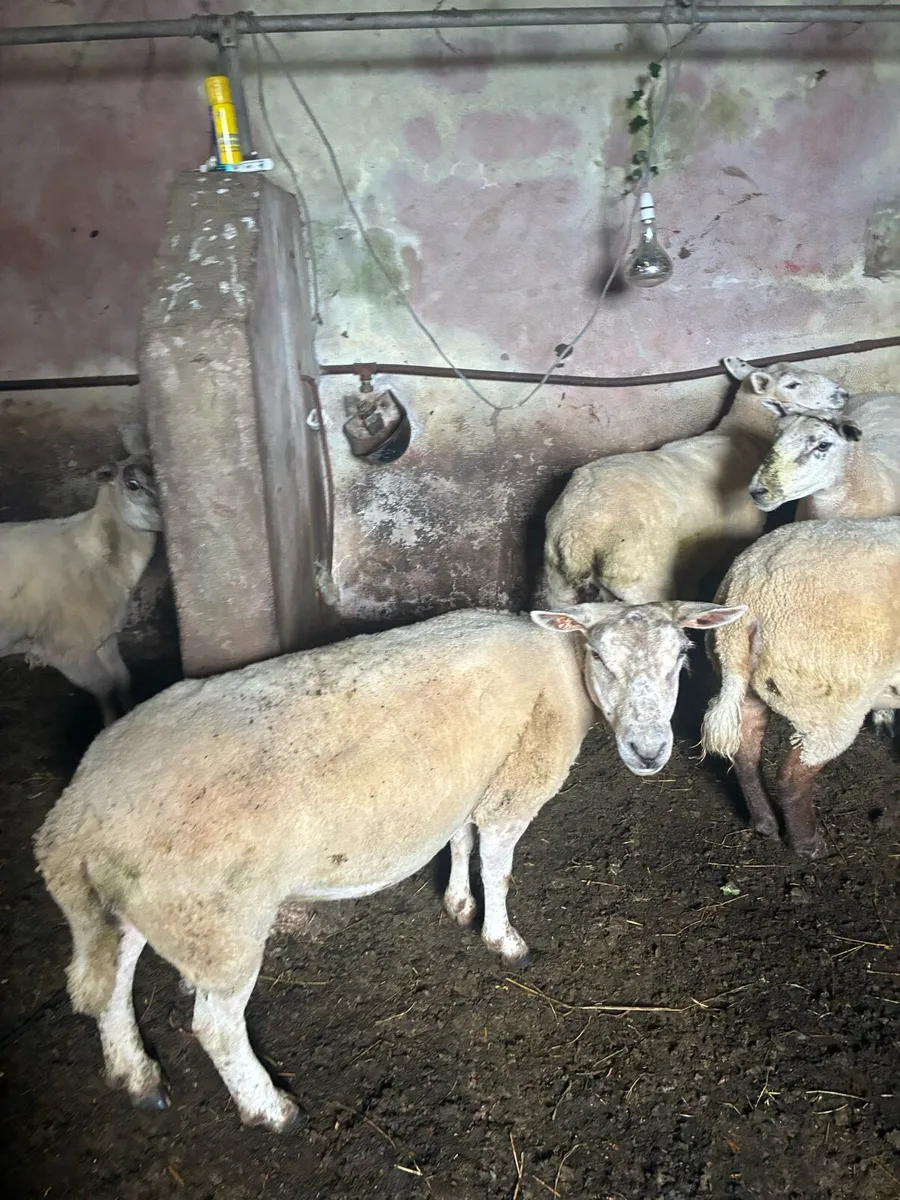 Ewes for sale - Image 3