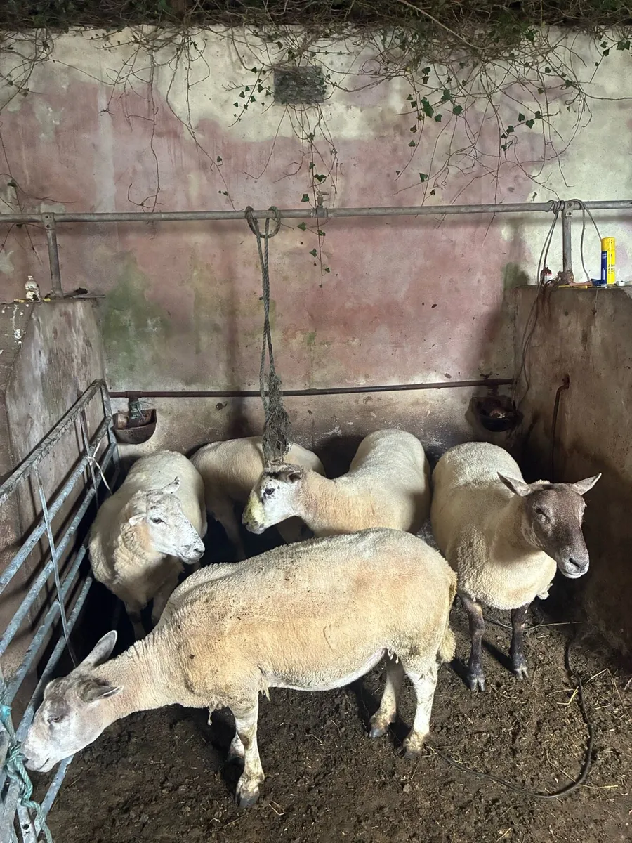 Ewes for sale - Image 1