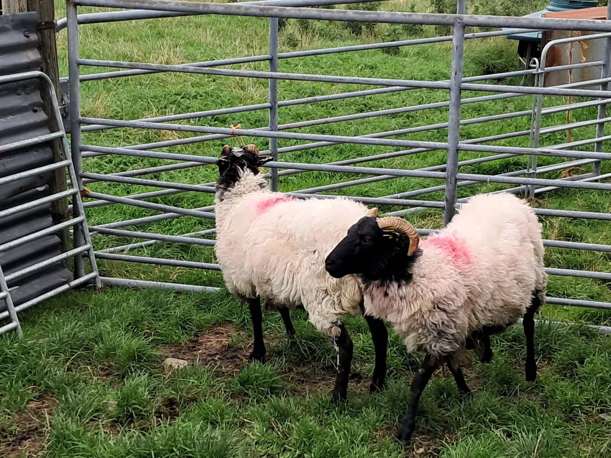 2 Mayo Mountain Hogget Ewes - Image 1