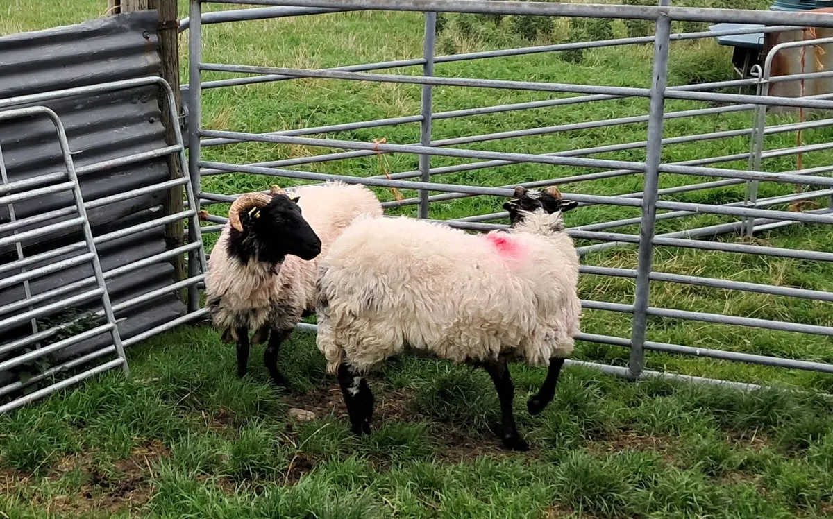 2 Mayo Mountain Hogget Ewes - Image 4