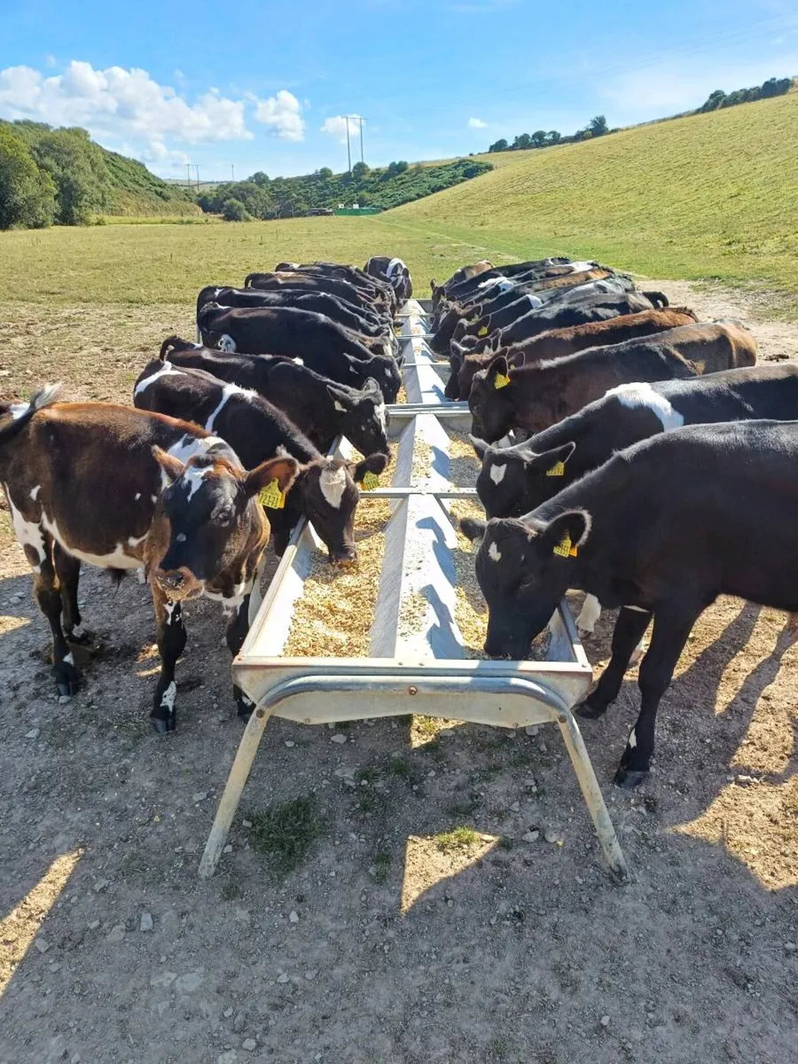 Fresian bulls - Image 1
