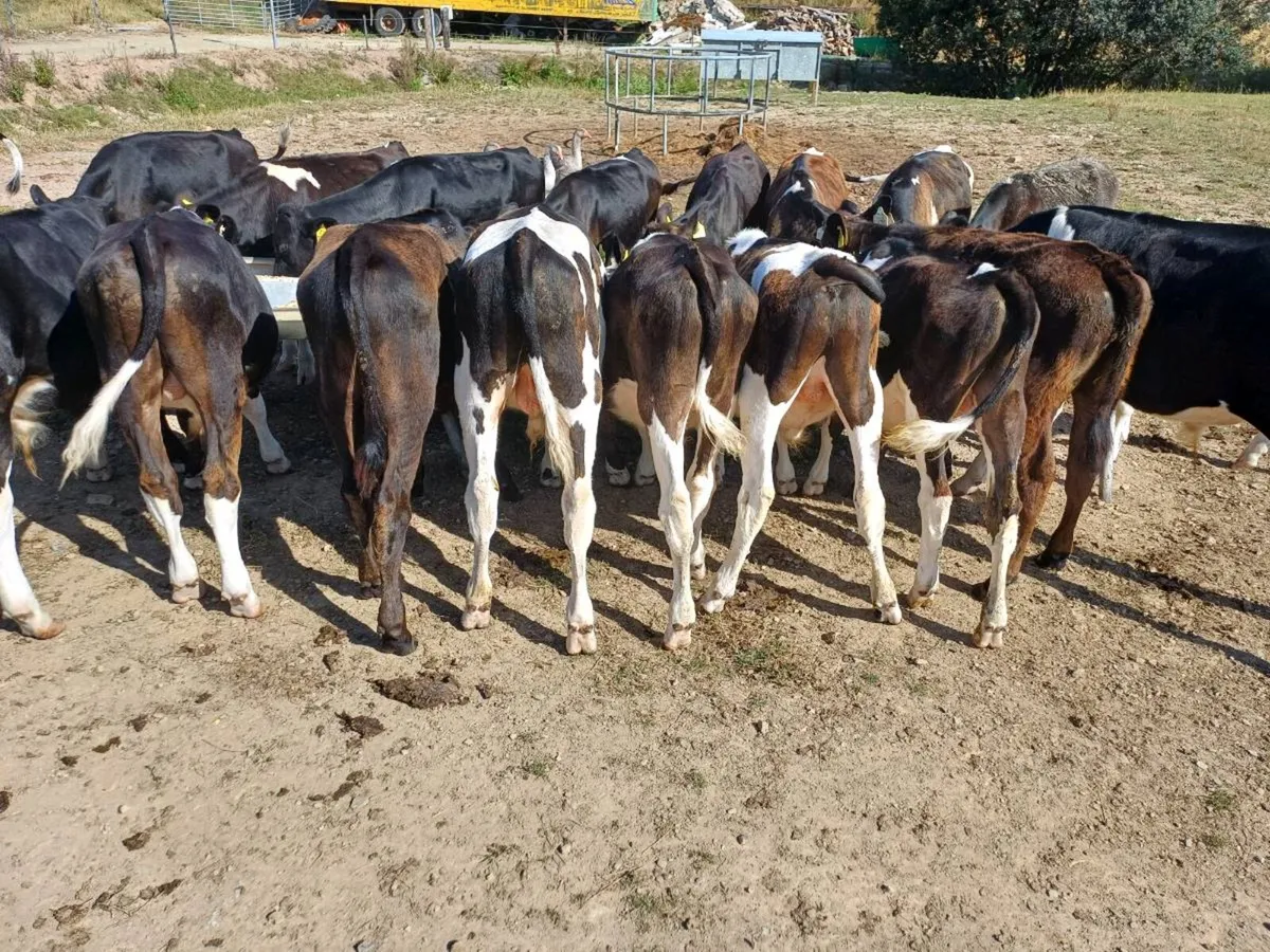 Fresian bulls - Image 2