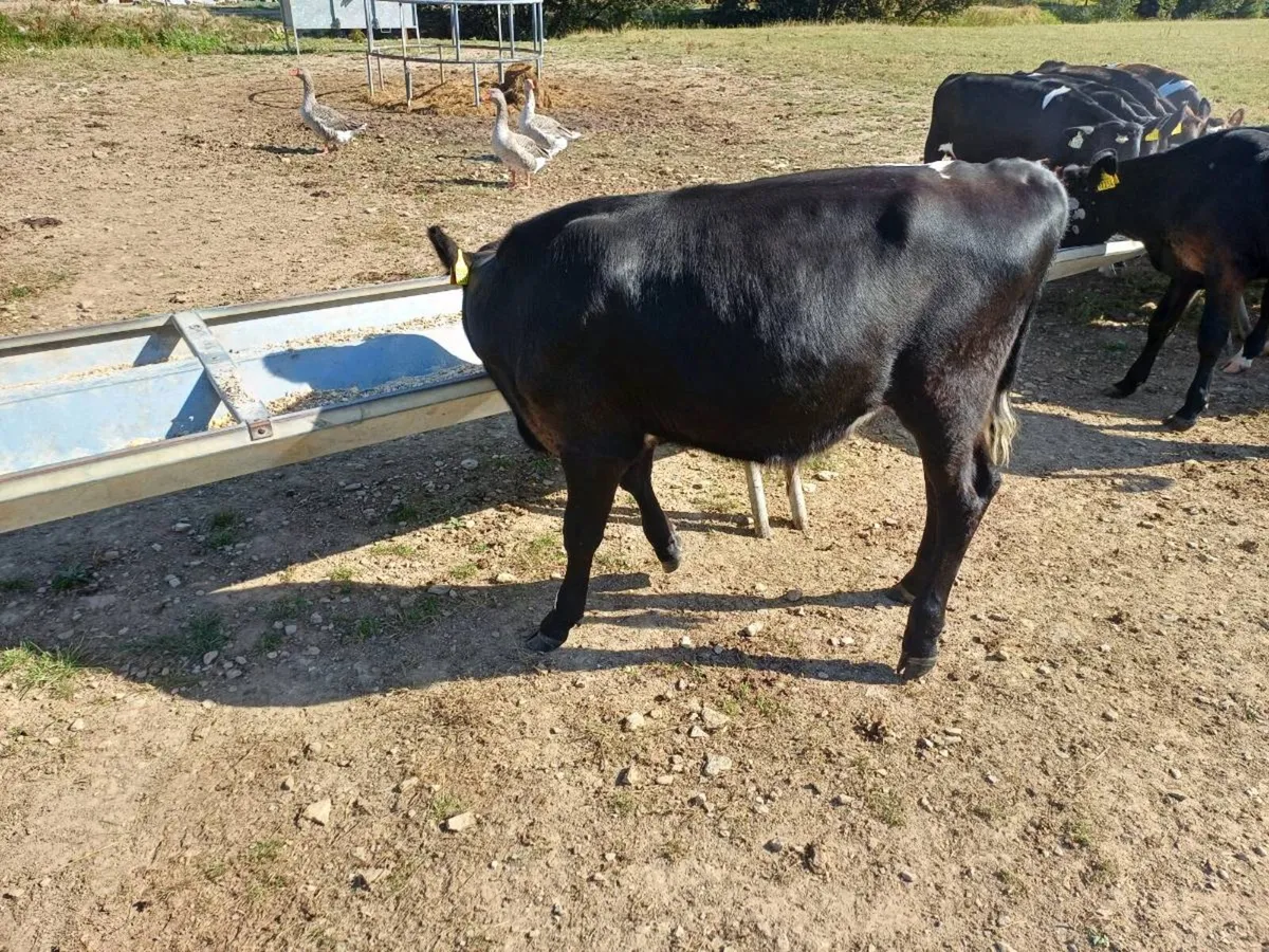 Fresian bulls - Image 4