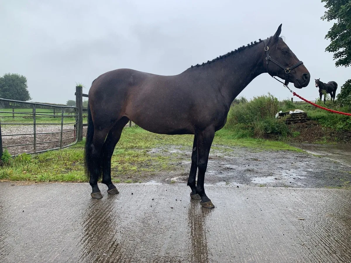 Exceptional Broodmare - Image 1